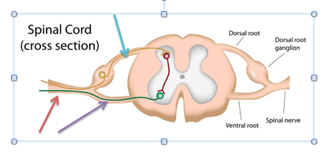 Manatomylab1's tweet photo. @MLGJules the blue arrow is the dorsal root. you're getting closer. try again! https://t.co/h0Dmy5ctUv