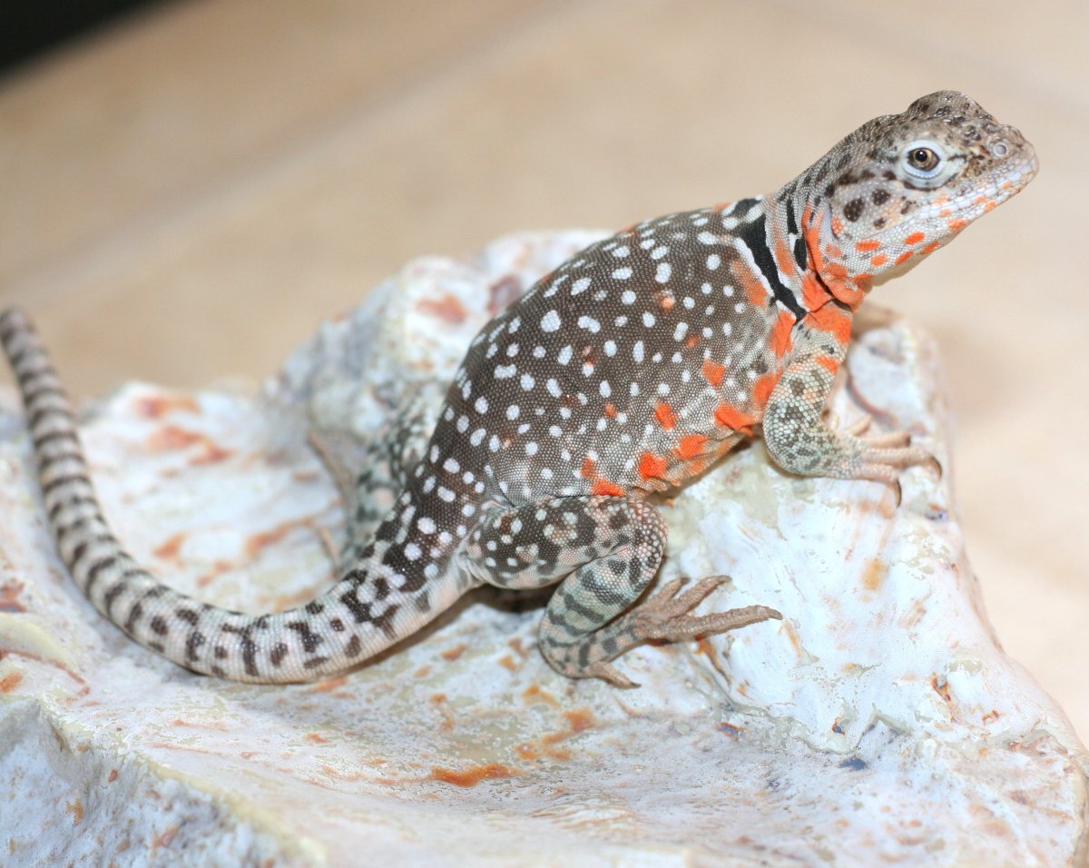 Eve's Suncharmers tweet media