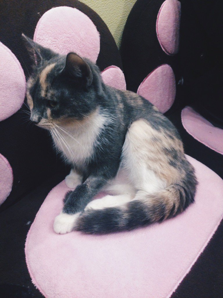 steffi955's tweet photo. 🐱 I could stay here forever 🐱#CatCafeTO https://t.co/3AZt0zjVru