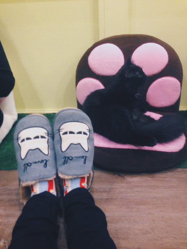 steffi955's tweet photo. 🐱 I could stay here forever 🐱#CatCafeTO https://t.co/3AZt0zjVru