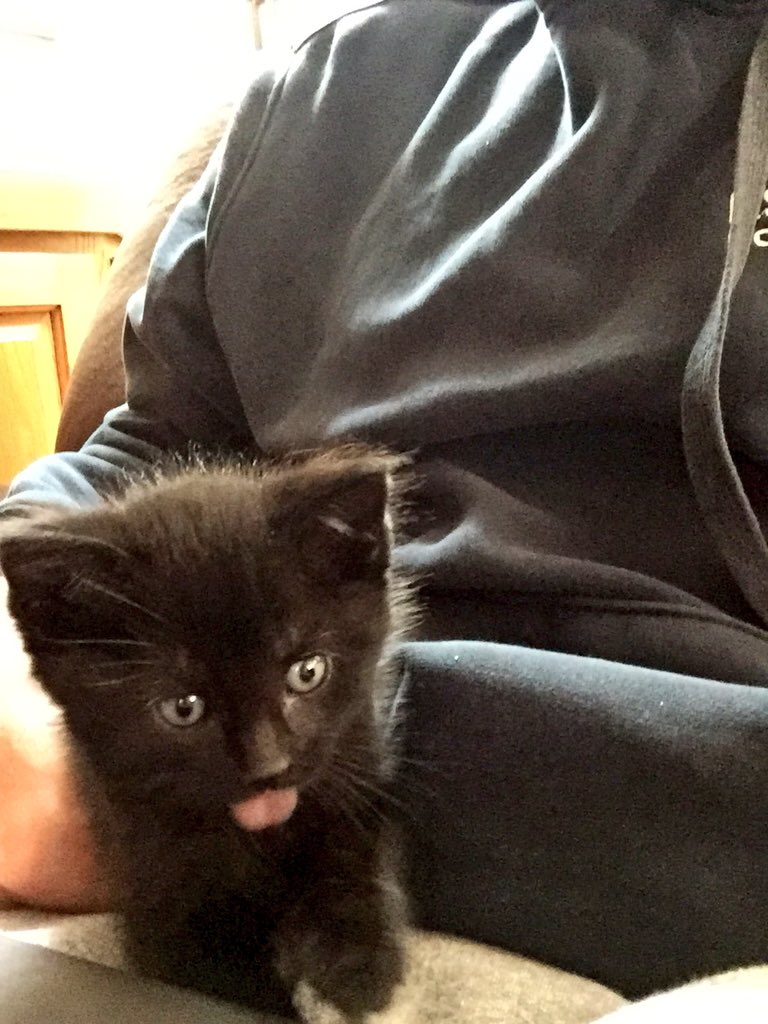 TheeSarahZ's tweet photo. I have an adorable derp kitten who needs a home! Help me out 😸 https://t.co/pRNEt2zpRH