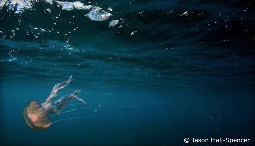 OurOcean's tweet image. Ocean #acidification is good news for invasive species (and bad news for the ocean). ocean.ly/1PKQ8o7