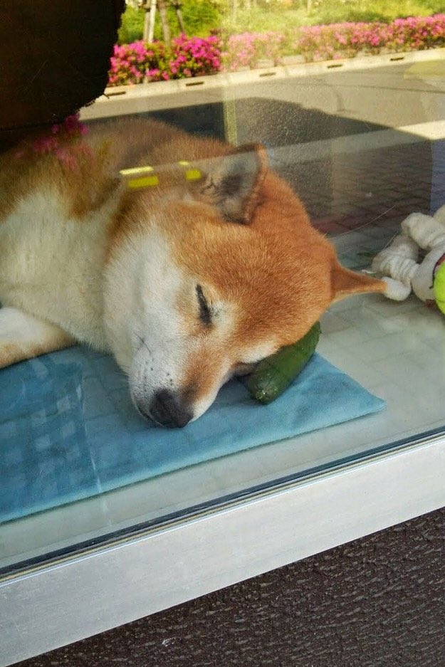 Shiba lives and is "employed" at a little cigarette shop in Japan. he opens the window and greets customers