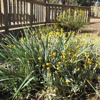 StrathCreekLG's tweet photo. After Saturday's working bee, Murchison's Gap has the best view in the world and a pretty neat wildflower garden https://t.co/cPJmziRsiw