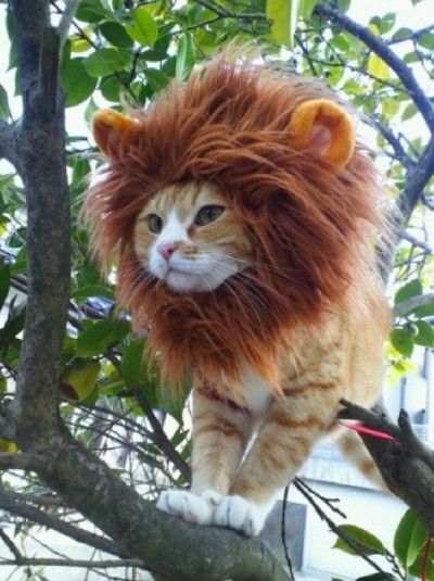 Catsincosplay's tweet photo. If you #Dream it, you can be it!

https://t.co/AiCQTJgkG7

#Cat #Cosplay #Lion #Pride #Meow https://t.co/Y0bFywm44V