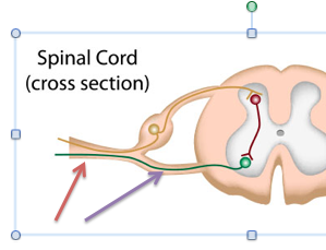 Manatomylab1's tweet photo. What kind of info does the purple arrow carry (sensory, motor, or both)?
How about the red arrow? https://t.co/NwSNxSAjH0