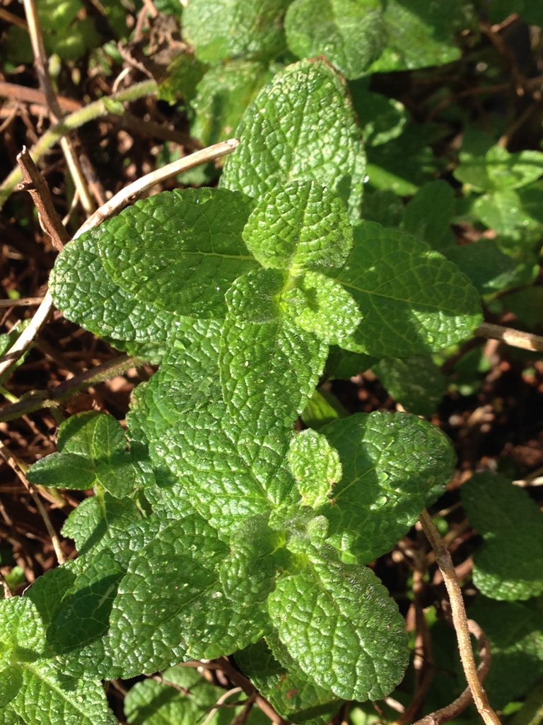 Sako Yuko 今朝の緑色 枯れかけたように見える アップルミントの葉っぱも 先端から新しい芽が伸び イタリアンパセリも こぼれた種から芽吹いて つややかな色あいに 寒さに向かう折なれど 生きもの は それぞれにたくましく 季節だより T Co