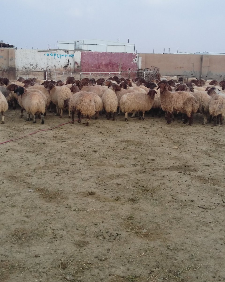 لبيع غنم نعيم دفين العدد 100 رأس السوم 1250 الموقع حفرالباطن الاستفسار /0559732653