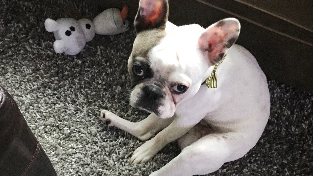 FonzyFrenchie's tweet photo. I am not a fan of #Mondays. https://t.co/JFh6lQXDSo