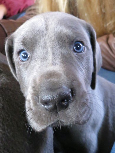 Just because I felt today needed a smile AND a little more puppy. A #tbt on Monday! #Watson #DantrtyDanes