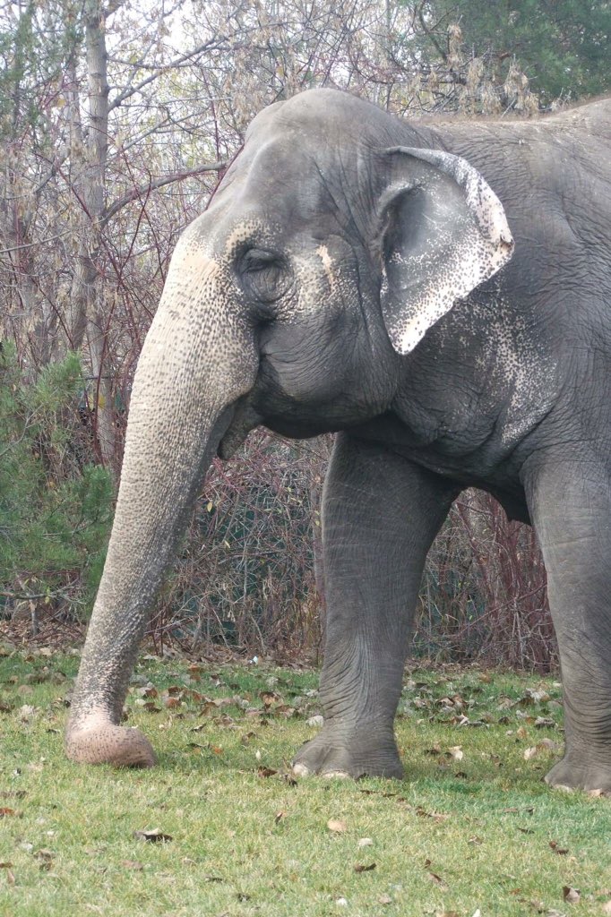 LEAPyeg's tweet photo. Please visit us Nov 17 @UAlberta from 12-8 in @ualbertaSU building to learn more about Lucy &amp; other #elephants! 🐘 https://t.co/JyDOmUjQOy