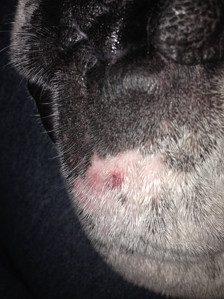griff_bulldog's tweet photo. Did a #faceplant today on my run. Not used to the #newhood #runningatdusk #daylightsavingtime #bulldog https://t.co/oXk3JVnFV2