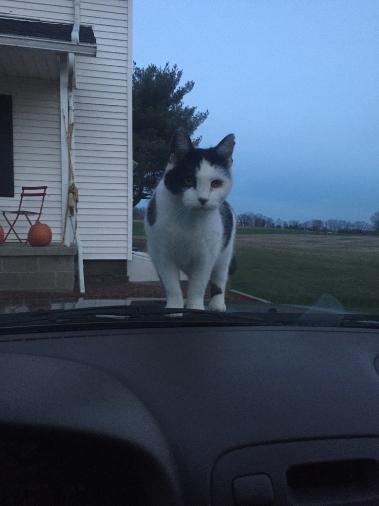 nessssa_13's tweet photo. Country bumpkin missed me while I was at work βΊοΈπΊ #outsidekitty https://t.co/8LCMB1C35y