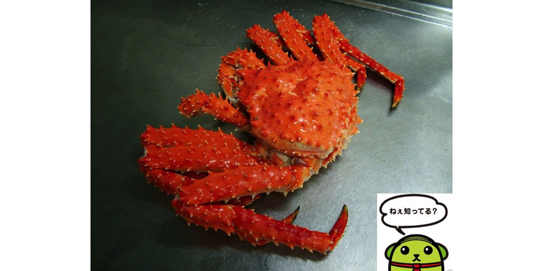 ラゾーナ川崎プラザ Al Twitter ねぇ知ってる タラバガニは生物学上 ヤドカリの仲間になるんだって ちなみに 生きた化石のカブトガニは クモ の仲間 カニの世界もいろいろあるのね 今夜はカニ鍋でも食べるカニ タラバガニ カブトガニ うんちく T Co