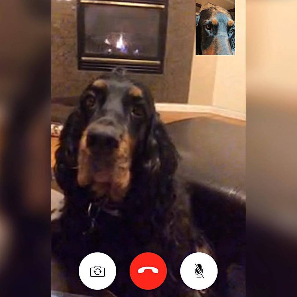 dDBlythe's tweet photo. Neko & Auntie Mara had a FaceTime conversation… #birddogproblems #gordonsetter #setternetwork #soladylike #notmyset… https://t.co/G2GAKYPmQh