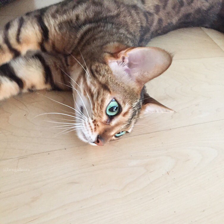 bengalkiara's tweet photo. Don't mind me. I'm just pretending it's still the weekend. #cats #everydayiscaturday #sleptallday #CatsHateMonday https://t.co/ytjqp8OKFC