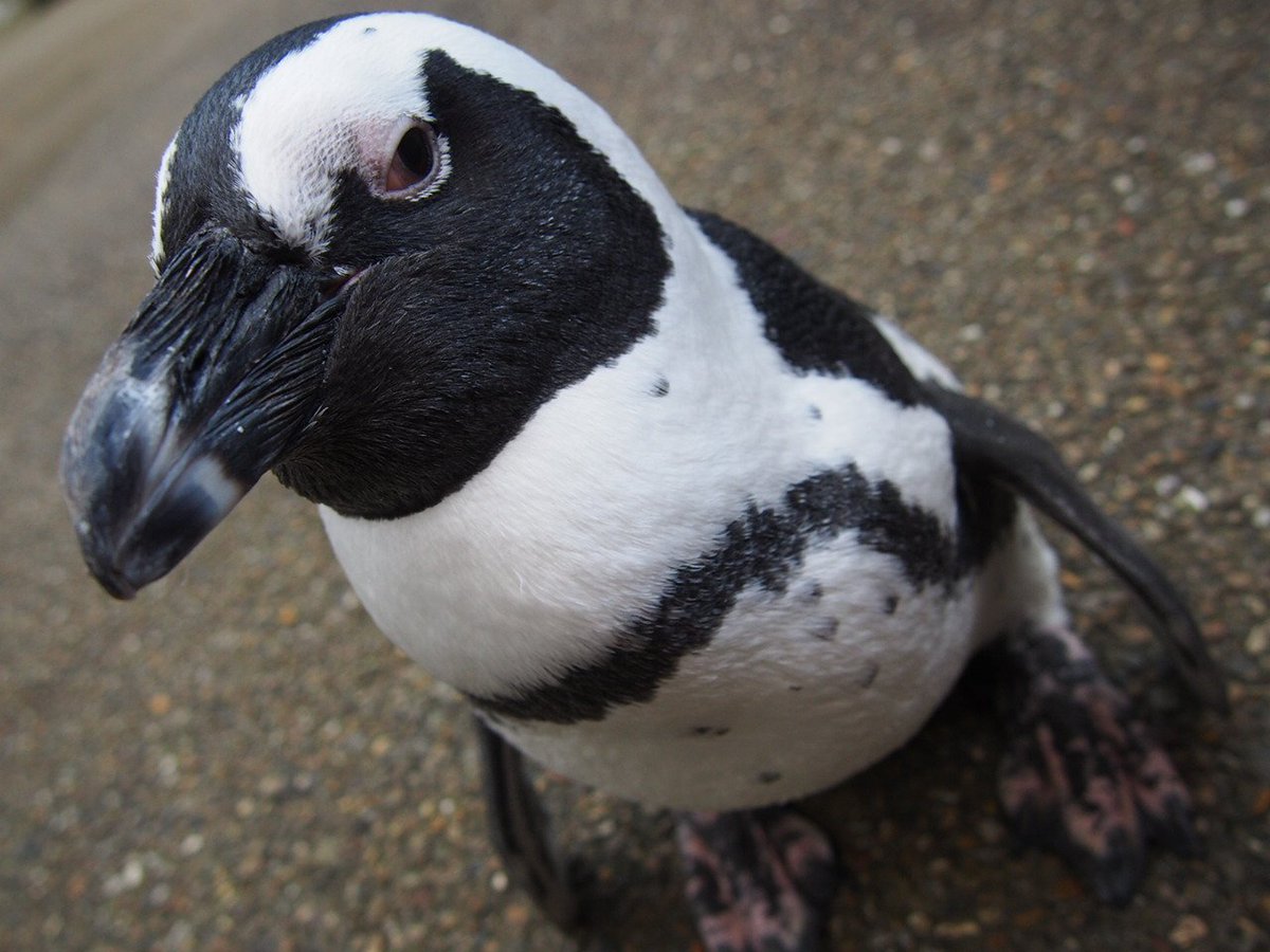 ケープペンギン「さくら」ちゃん換羽完了です。さわり心地は気持ち良