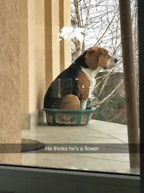 Truman The Beagle (@weinmantruman) on Twitter photo 