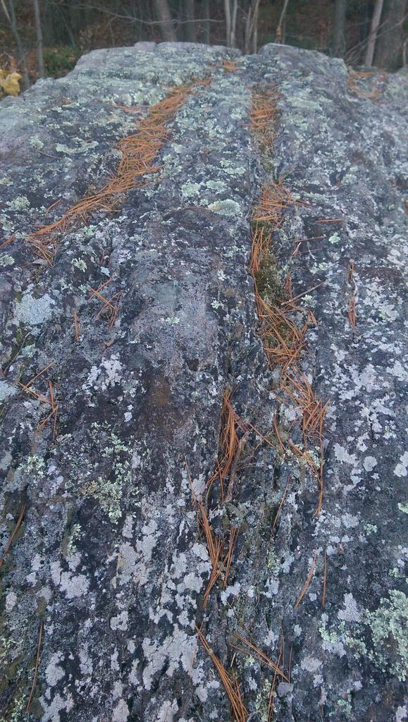 exothermsatmac's tweet photo. I feel like these pine needles are showing us where the water flows over this boulder #envb222 #geology https://t.co/uS1qT7W7WN
