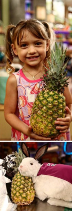 Who found the pineapples? <a href="/MayaLeClark/">Maya Le Clark</a>