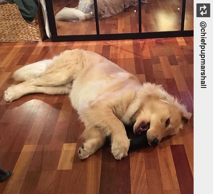 IngloriousDogs's tweet image. I love staying in Saturday nights and chewing on my toys 🐾😁🐾 💤 #ToTiredToFunction #ChewToys #StayInSaturday