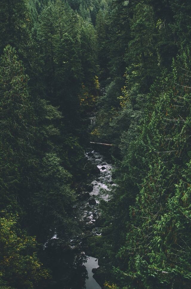 adventurful's tweet photo. "Between every two pines is a doorway to a new world" 🌲😌 https://t.co/G4rtbkaQPK