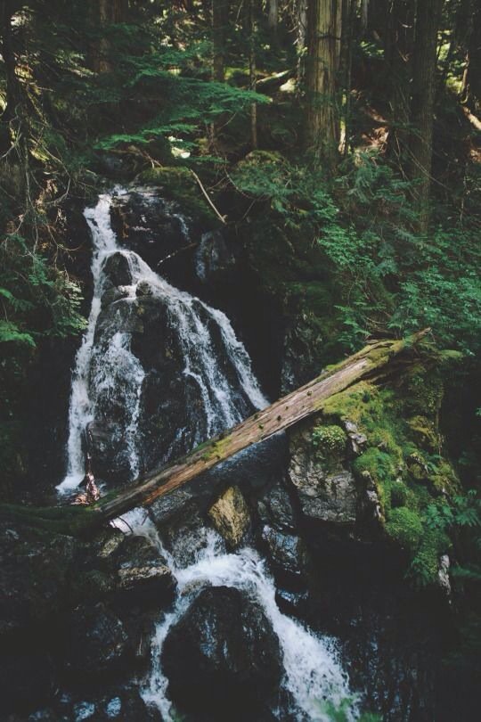 adventurful's tweet photo. "Between every two pines is a doorway to a new world" 🌲😌 https://t.co/G4rtbkaQPK