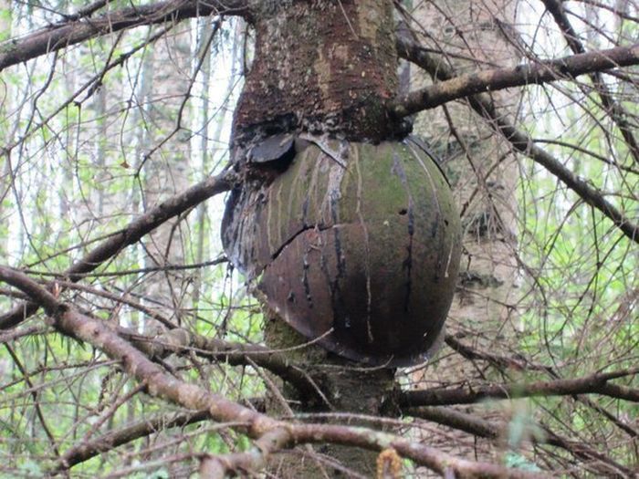 These Haunting Images Show What a Forest Battlefield Looks Like After 70 Years inmediately.com/forest-battlef…