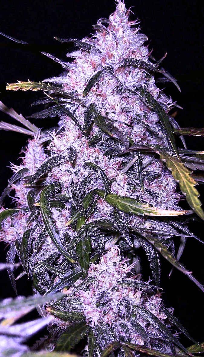 MJ_Wellness's tweet photo. Cannabis tree. #mjwellness #cannabis #merijuana #flowers #bud #sativa #indica #ruderalis https://t.co/IFSPbooPK7