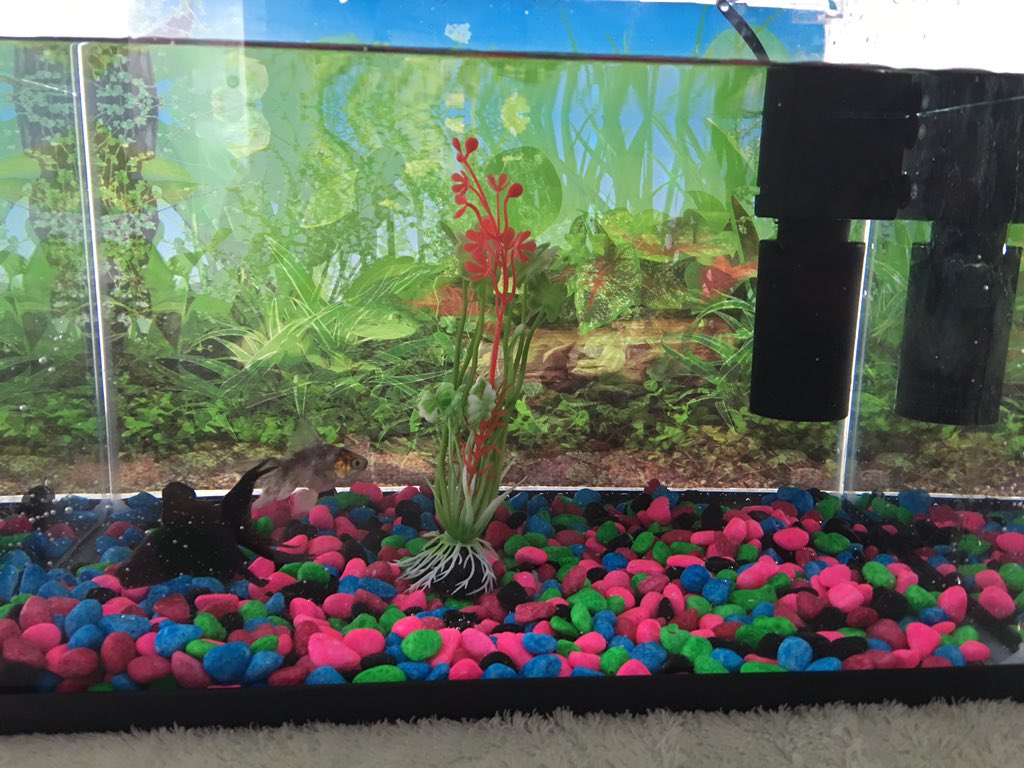 rachmclean_x's tweet image. My boyfriend and I bought fish together yesterday hehe. Meet spots and Yoda #firstpets #cute #love