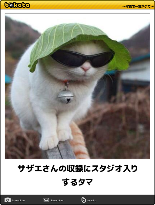 写真でひとこと 爆笑ボケ殿堂編 Bokete Laughin Twitter