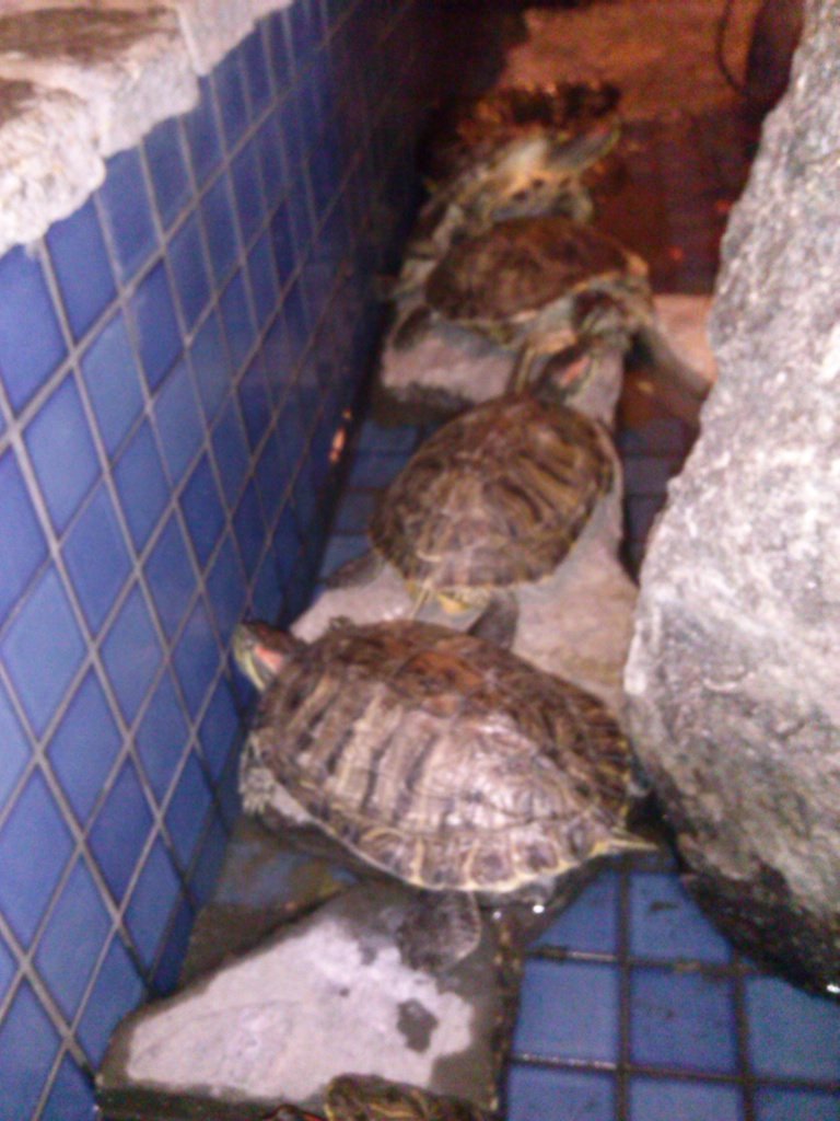 Delicate_Sword's tweet photo. Found the teenage mutant ninja turtles in undercover https://t.co/SVe59sySD4