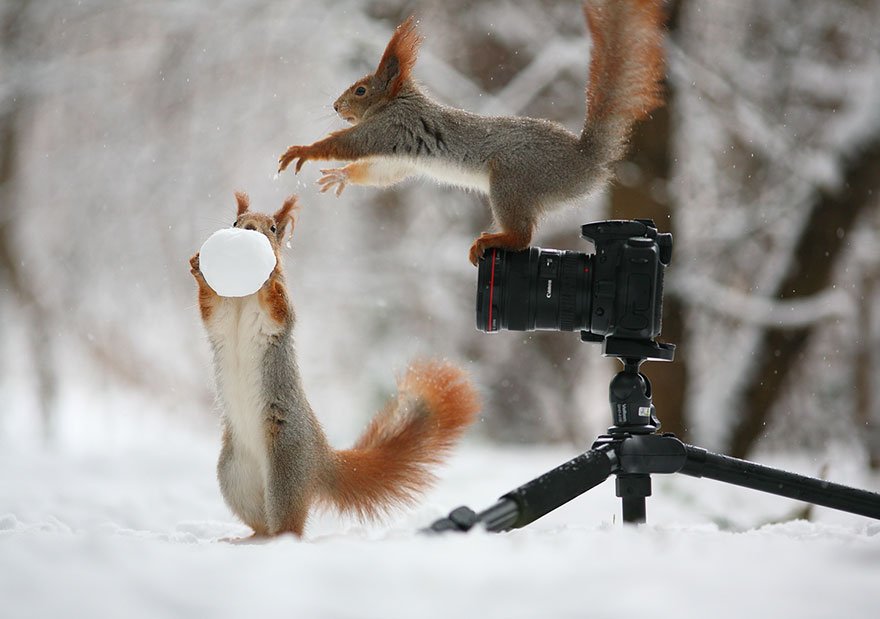 MovingNut's tweet image. Vadim Trunov- Russian photographer focused on nature has had the most amazing and unique squirrel photo-session ever