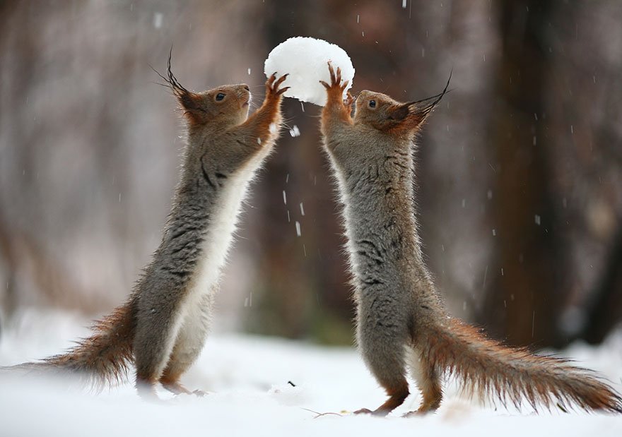 MovingNut's tweet image. Vadim Trunov- Russian photographer focused on nature has had the most amazing and unique squirrel photo-session ever
