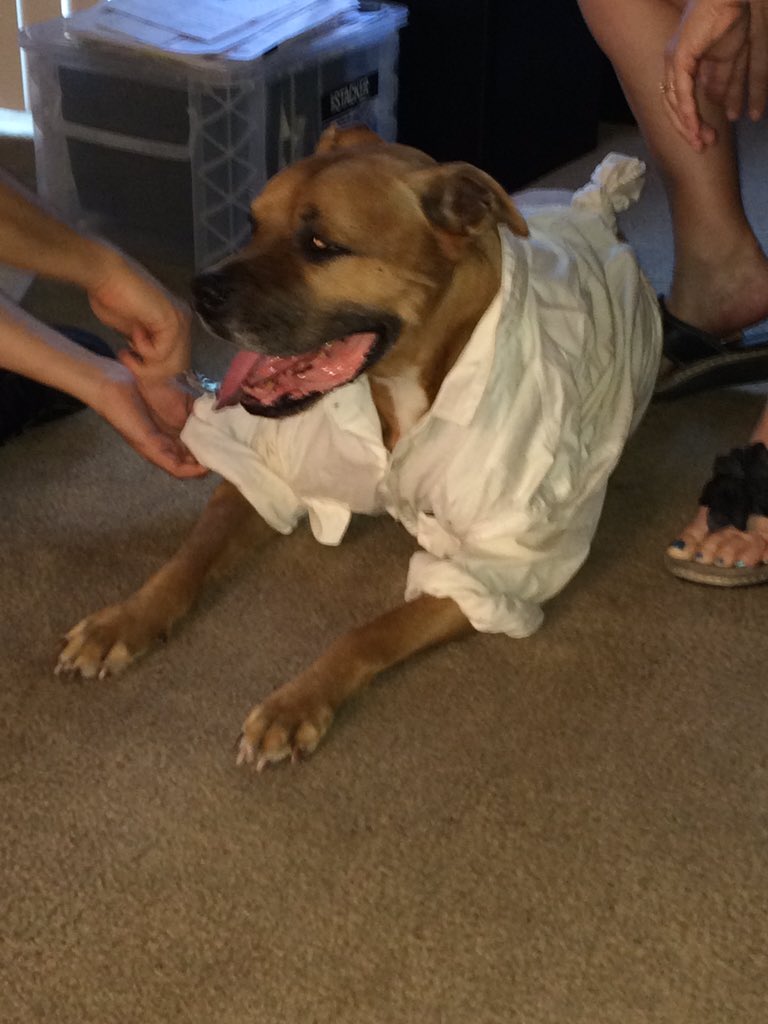 sunshineinjar's tweet photo. @NoLostPetsMC Chewy broke out of backyard near McKillips &amp; College. Boxer/pitbull mix, male 12 years old. Looks like https://t.co/GBOPMwQBiB