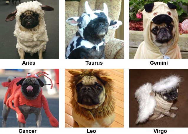 PugAppreciation's tweet photo. https://t.co/Ot3k1832gF
