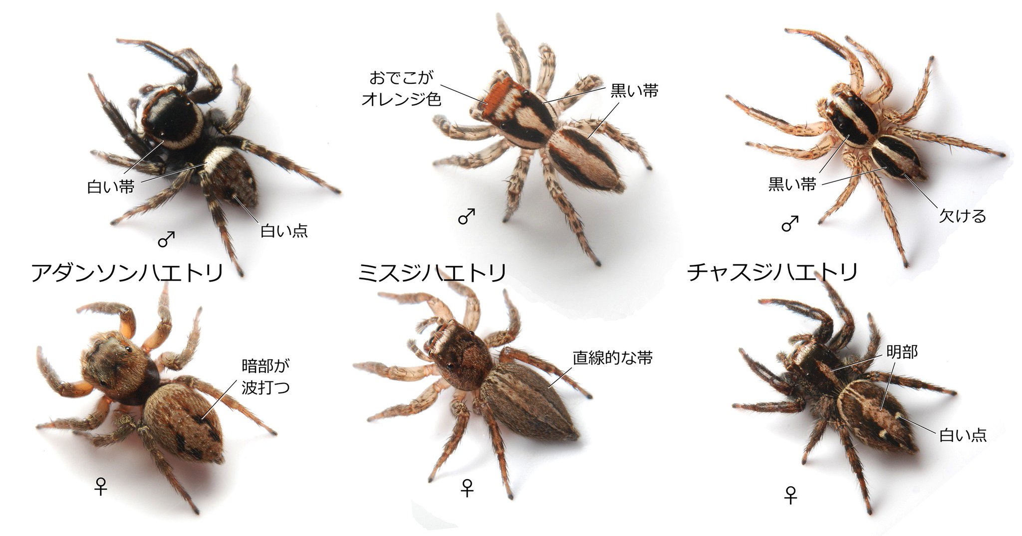 ハエトリひろば ほそぼそ うちの子はどっち 全国版 おうちハエトリの見分け方 をまとめました 日本には100種以上のハエトリがいますが 家の中に出るものはほぼこの3種に絞られます 携帯 スマホで写真を撮ってリプライいただければ判定します ハエトリひろば ほそぼそ うちの子はどっち 全国版 おうちハエトリの見分け方 をまとめました 日本には100種以上のハエトリがいますが 家の中に出るものはほぼこの3種に絞られます 携帯 スマホで写真を撮ってリプライいただければ判定します