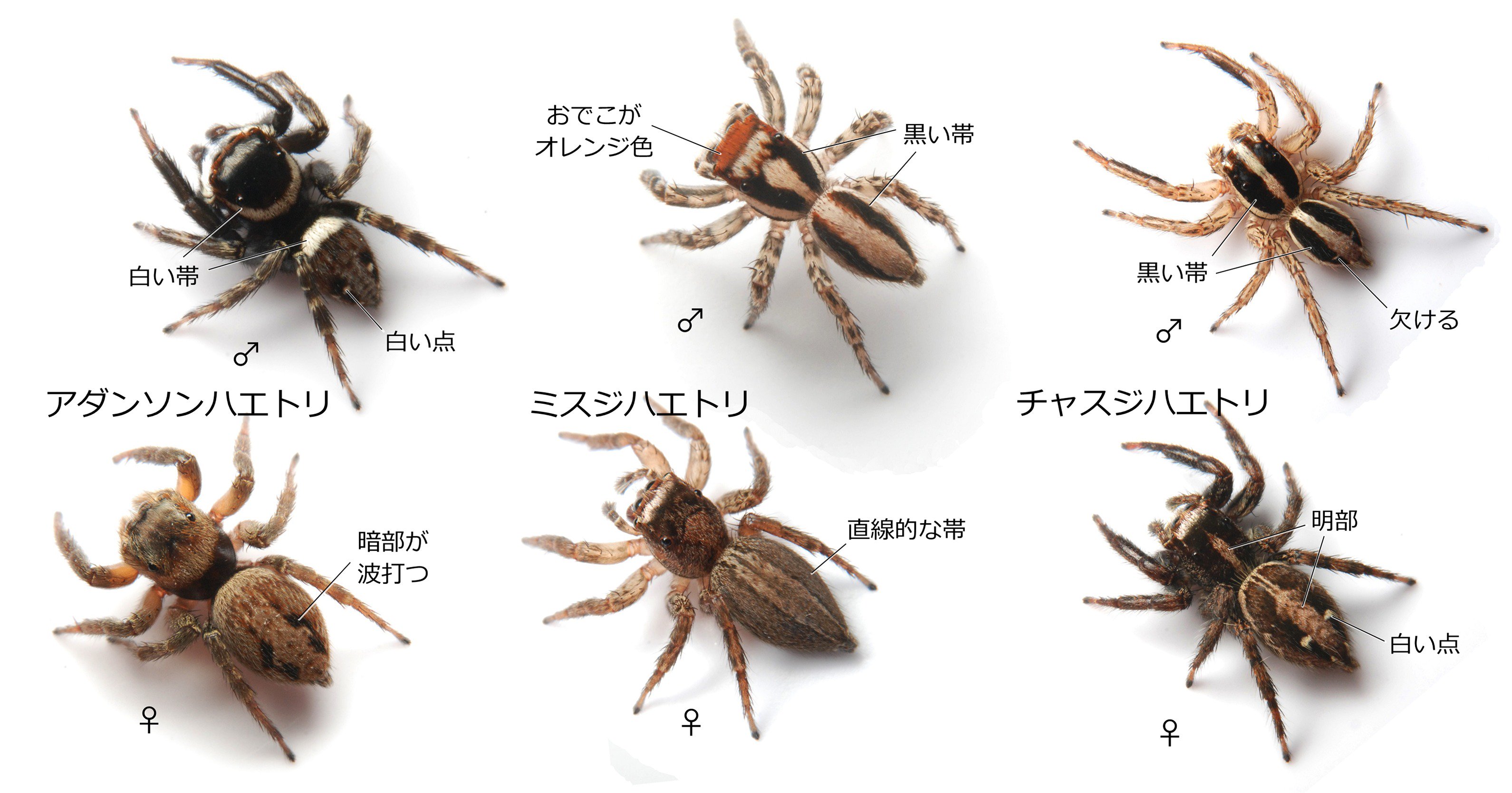 ハエトリひろば 新刊 図鑑を見ても名前がわからないのはなぜか Haetorihiroba Twitter