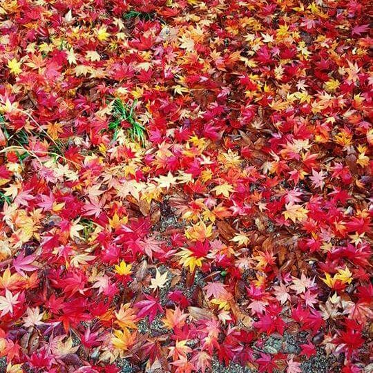 남을 받아들이고  남을 사랑할수있으려면, 

먼저 나 자신을 받아들이고 
나한테 진실해지고 나 자신을 사랑해야 한다. 

그것이 얼마나 중요한 일인가를 
참사람 부족이 내게 가르쳐 주었다. 

 -말로 모건-