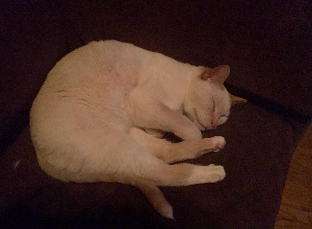 FollowHalfmt's tweet photo. This evening it's Salem, sound asleep.  Popular couch-spot!  Ah, to be a cat...  😼 #Idy #Idyllwild #TeamCatMojo https://t.co/W3b8Q4yFyL
