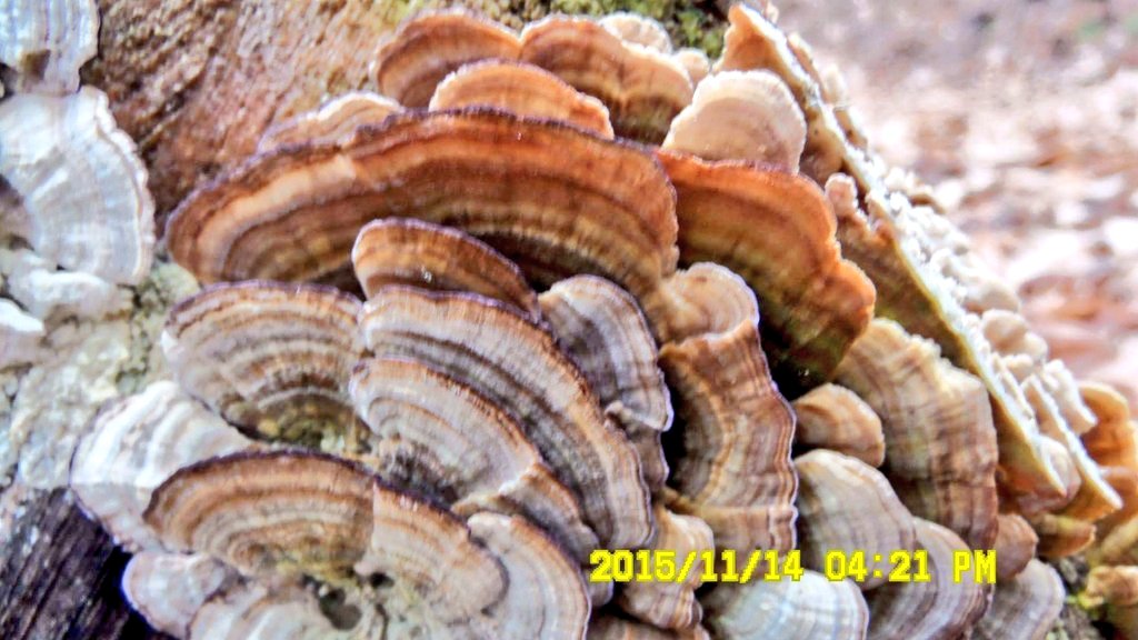 Fungi_Family's tweet photo. Spotted this aged Violet Polypore dominating a log! #ENVB222 #Fungi https://t.co/xdCVOTLnsI