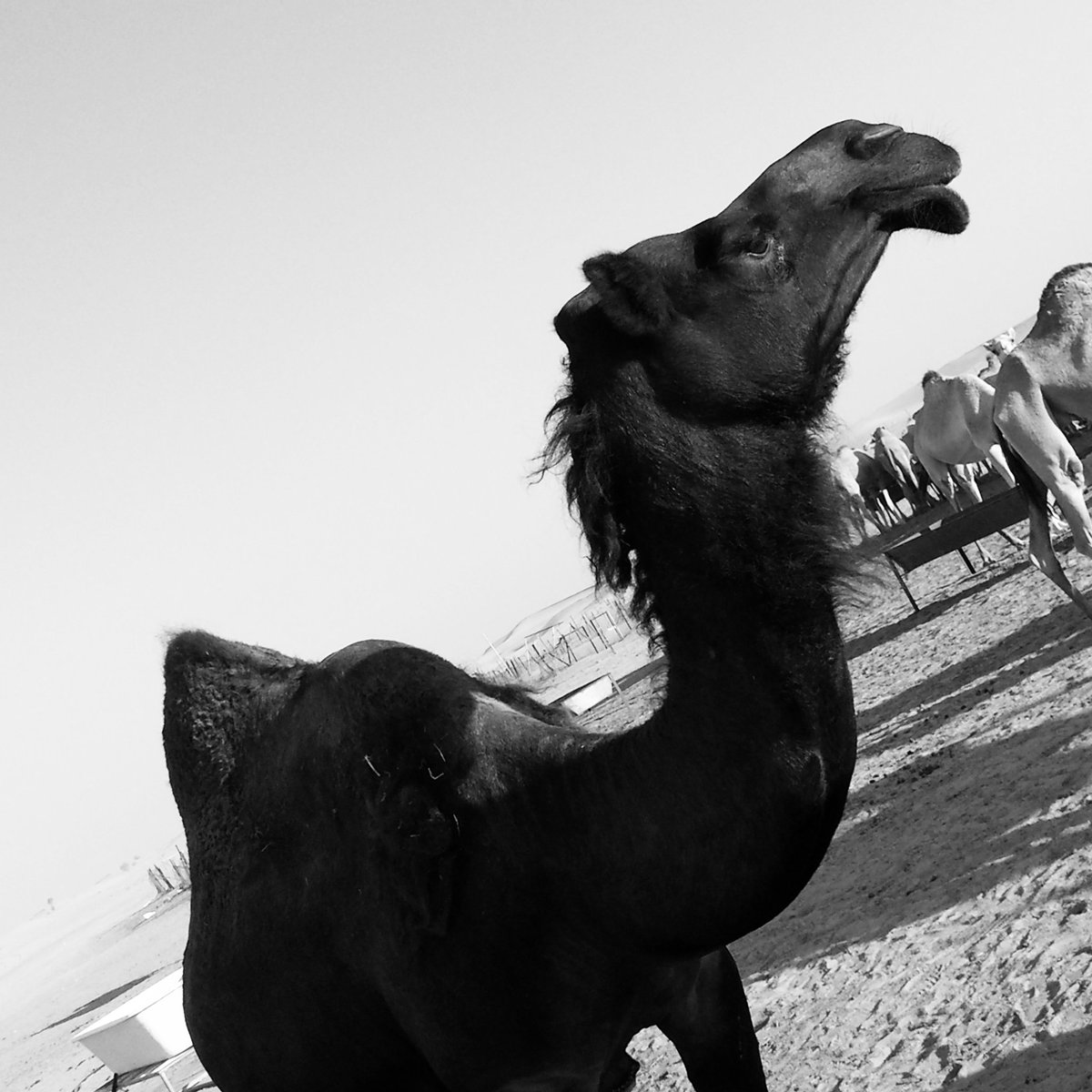 TheLLamont's tweet photo. Bah bah black camel...Abu Dhabi https://t.co/EToqifnitY