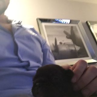 Frenchie_Cute's tweet photo. #düsseldorf #afterour #minibulli #sleeping #frenchbulldog #welpe https://t.co/yslWucEJqQ https://t.co/07Y8AvFtmb