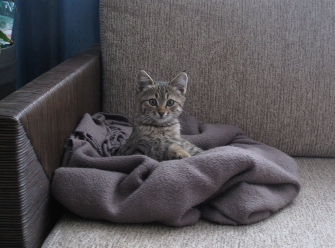 Bilkent Üniversitesi'nde bir araba motorunda bulundu, şimdi sıcak yuvasını arıyor. İletişim: 05384042400