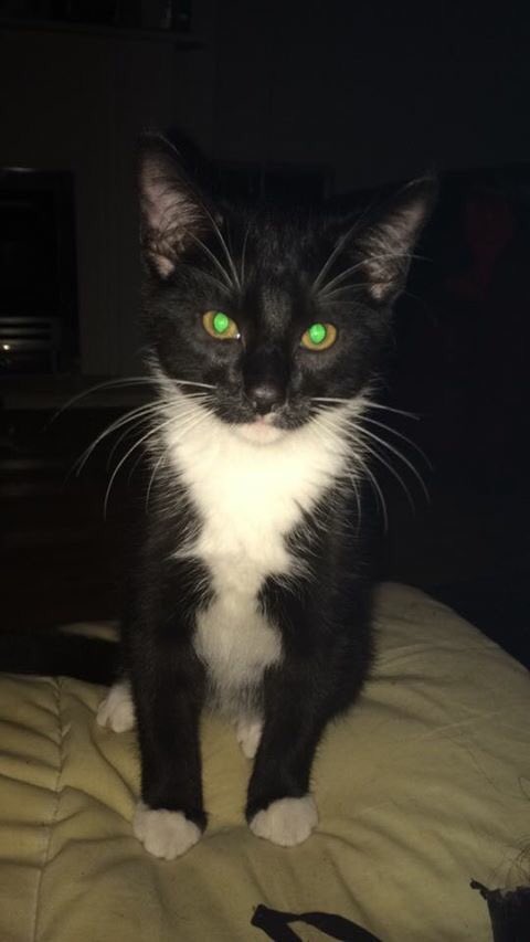 _jenhamilton's tweet photo. @CatsProtection my kitten went missing yesterday from Beith. Hes only 4months old and has no collar. Can u RT please https://t.co/iBg4XRuztl