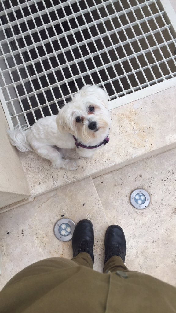 maayangross's tweet photo. שביזות יום א׳ עוד 34 כאלה https://t.co/SmP2DuMb6i