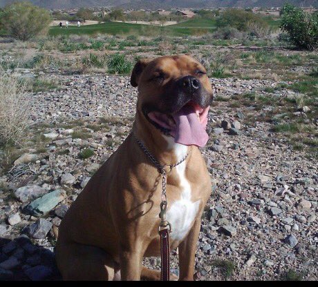 sunshineinjar's tweet photo. #lostdog #tempe last seen wearing this white shirt #boxer #pitbull mix #male #papagopark area https://t.co/hajxjLHsNR