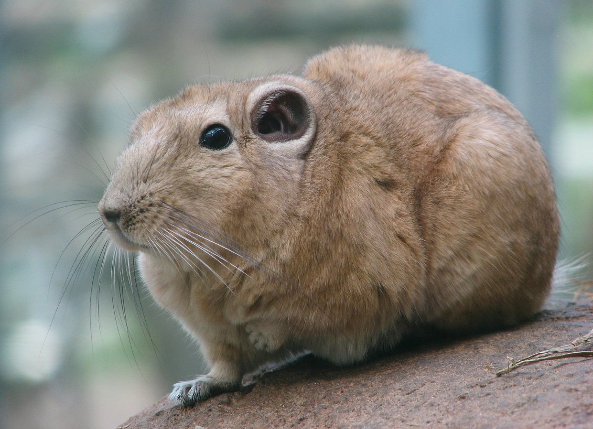 Today we travel to #Helsinki #Zoo #Korkeasaari from Railway Square by bus 16? Fun! #Grandma 
korkeasaari.fi/helsinki-zoo/