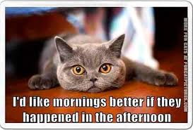 nisreenbashnak's tweet photo. thaks #cat well said on a #lazysunday #morning
#dubaifact https://t.co/o0YV13I6EX