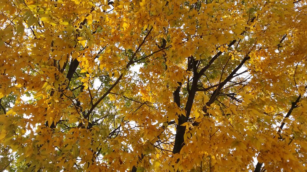 국가를 위해 살라는 말을 하지 말라고 한다. 그러면 국가에 요구할 권리도 없다. 난 대한민국 국민이다. 국가에 도움되는 국민으로 살아가고싶다. 내가 없으면 국가도 없듯 국가가 없으면 나도 없다.  우울하다.